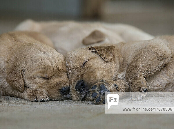 Two Golden Retriever puppies sleeping together