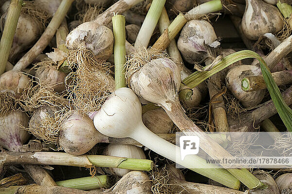 Fresh garlic at farmers market