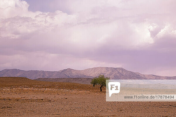 United States  Navajo Nation  New Mexico  Shiprock  Lone tree in desert
