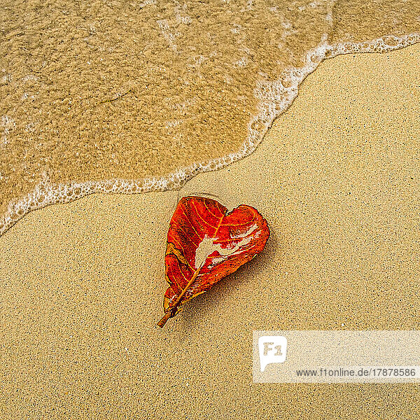 Red heart shaped leaf on sandy beach
