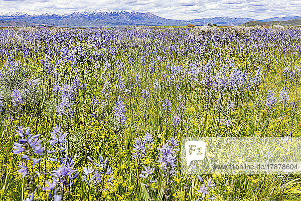 United States  Idaho  Fairfield  Camas lilies bloom in spring