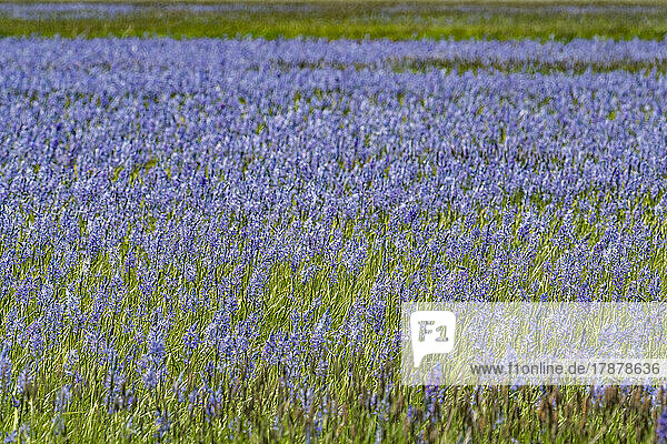 United States  Idaho  Fairfield  Camas lilies bloom in spring on riverbanks
