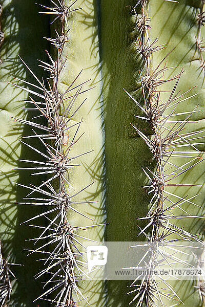 Close-up of cactus