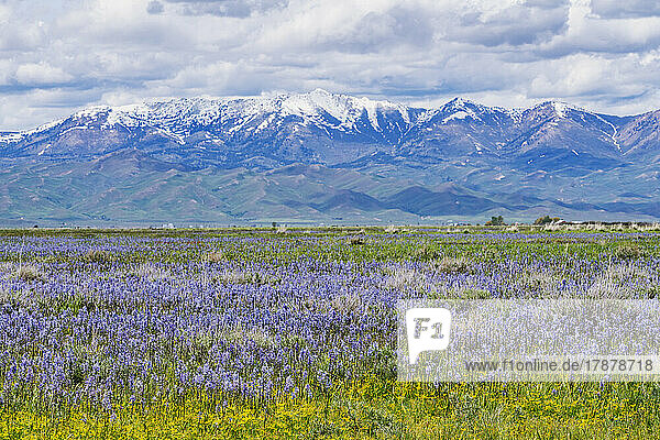 United States  Idaho  Fairfield  Camas lilies bloom in spring and Soldier Mountain in background