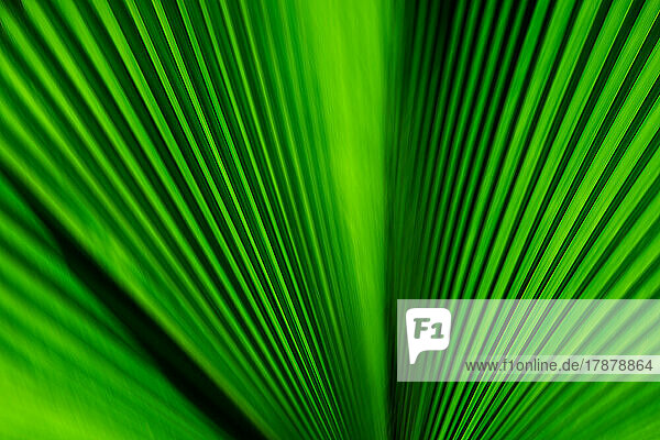 Close-up of green palm leaf