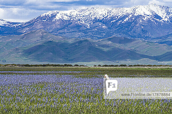 United States  Idaho  Fairfield  Senior woman standing in field of camas lilies Soldier Mountain in background