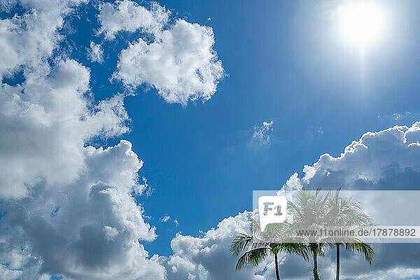 Palm trees against sky with puffy white clouds and sun