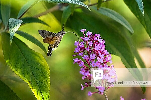 Hummingbird hawk-moth (Macroglossum stellatarum)  flying  sucking nectar on flower of butterfly-bush (Buddleja davidii)  Hesse  Germany  Europe