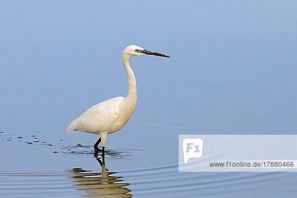 Seidenreiher (Egretta garzetta) schreitet durch seichtes Wasser Nationalpark Neusiedler See Seewinkel Nordburgenland Burgenland Österreich Europa
