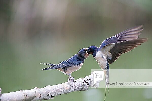 Barn swallow (Hirundo rustica) Young bird being fed by flying adult bird