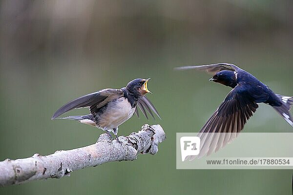 Barn swallow (Hirundo rustica) Young bird being fed by flying adult bird