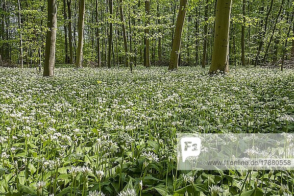 Laubwald mit blühendem Bärlauch (Allium ursinum)  Pfalz  Rheinland-Pfalz  Deutschland  Europa