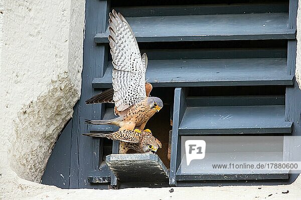 Common kestrel (Falco tinnunculus)  mating in front of the nest box installed behind the church window  Germany  Europe