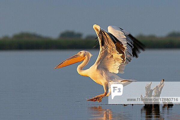 Great white pelican (Pelecanus onocrotalus)  take-off in the evening light  Danube Delta Biosphere Reserve  Romania  Europe