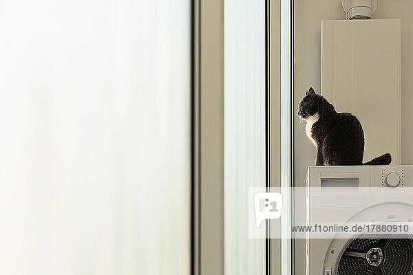Cat sitting on clothes dryer  looking out apartment window