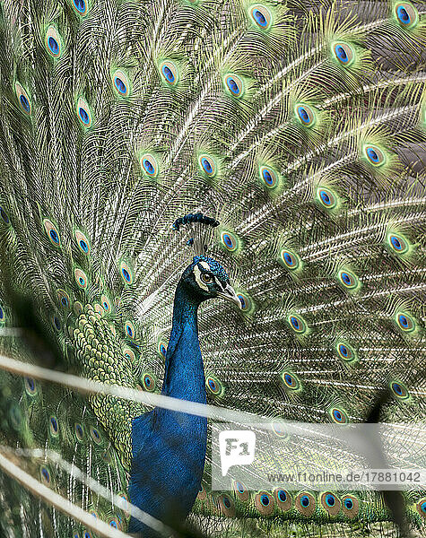 Close up beautiful peacock with spread feathers