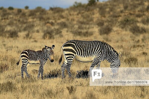 Kap Bergzebra (Equus zebra zebra)  adult  Jungtier  Mutter mit Jungtier  wachsam  Nahrungssuche  Mountain Zebra Nationalpark  Ostkap  Südafrika