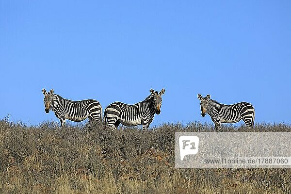 Kap Bergzebra (Equus zebra zebra)  adult  Gruppe  wachsam  Nahrungssuche  Mountain Zebra Nationalpark  Ostkap  Südafrika