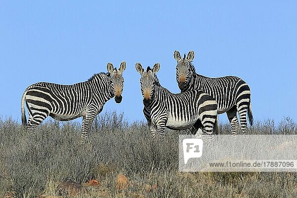 Kap Bergzebra (Equus zebra zebra)  adult  Gruppe  Nahrungssuche  wachsam  Mountain Zebra Nationalpark  Ostkap  Südafrika