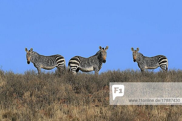 Kap Bergzebra (Equus zebra zebra)  adult  Gruppe  wachsam  Nahrungssuche  Mountain Zebra Nationalpark  Ostkap  Südafrika