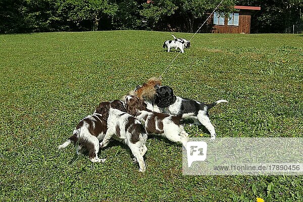 Jagdhund  englisch Springer Spaniel  7 Wochen alte Welpen spielen mit einem gegerbten Hasenfell  Allgäu  Bayern  Deutschland  Europa
