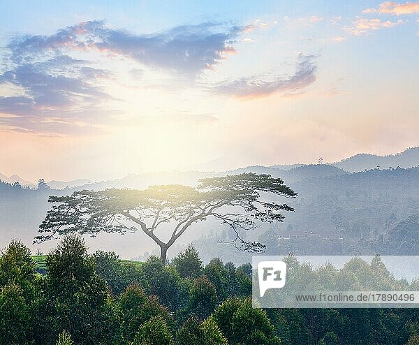 Einsamer Baum bei Sonnenaufgang in den Hügeln. Kerala  Indien  Asien