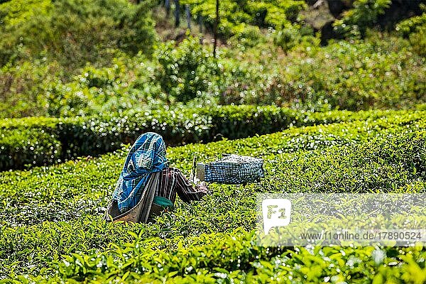 Eine nicht identifizierte Inderin erntet Teeblätter auf einer Teeplantage in Munnar. Nur die obersten Blätter werden gesammelt  und die Arbeiter sammeln täglich bis zu 30 Kilo Teeblätter