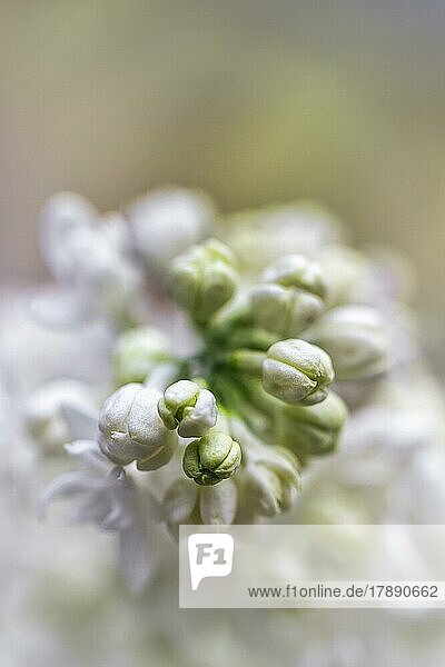 Gemeiner Flieder (Syringa vulgaris)  weiße Blüten  Knospen  Nahaufnahme  Unschärfe  Textfreiraum  Nordrhein-Westfalen  Deutschland  Europa