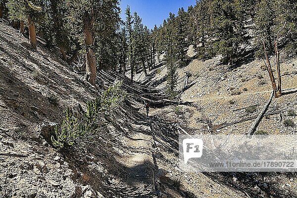 Hiking trail through protected area Ancient Bristlecone Pine Forest  Longleaf pines (Pinus longaeva)  White Mountains  near Bishop  Inyo National Forest  California  USA  North America