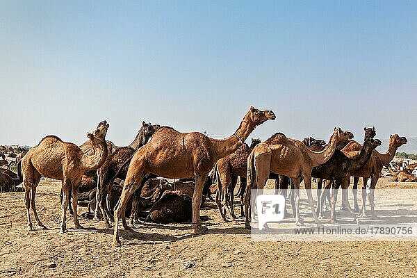 Camels at Pushkar Mela (Pushkar Camel Fair) . Pushkar  Rajasthan  India  Asia