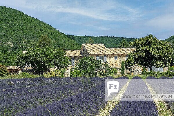 Haus mit Lavendelfeld bei Banon  Provence  Provence-Alpes-Cote dAzur  Frankreich  Europa