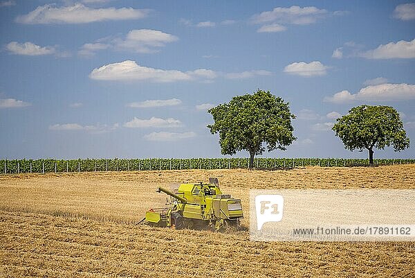 Grain harvest  harvesting machine  combine harvester  Southern Palatinate  Rhineland-Palatinate  Germany  Europe