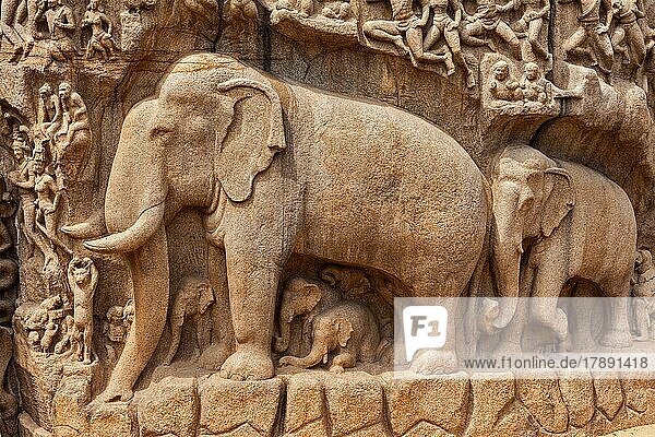 Elephants on descent of the Ganges and Arjuna's Penance ancient stone sculpture  monument at Mahabalipuram  Tamil Nadu  India  Asia