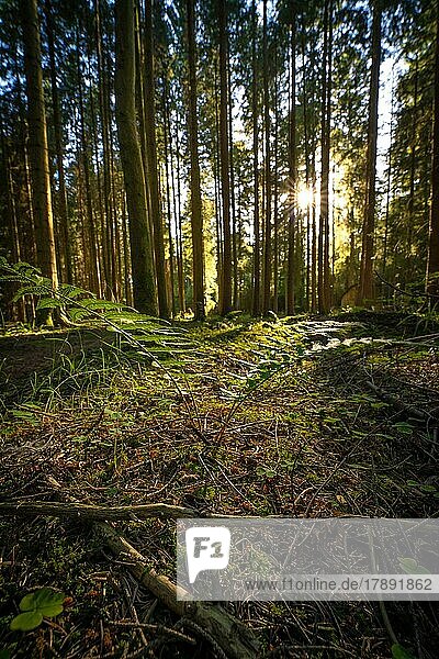 Abendlicht und Schatten im dichten Wald  Farn im Vordergrund  Schwarzwald  Deutschland  Europa