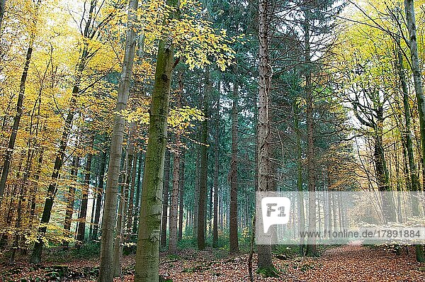 Mischwald  Herbst im Nadel- Laubmischwald  Uedem  Nordrhein-Westfalen  Deutschland  Europa
