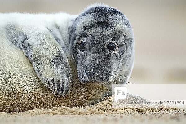 Grey (Halichoerus grypus) seal juvenile pup resting on a beach  Norfolk  England  United Kingdom  Europe