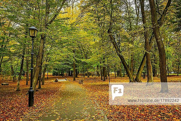 Allee im Herbst Park mit gelben Blättern auf dem Boden