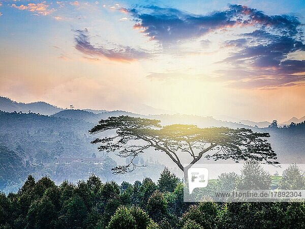 Einsamer Baum bei Sonnenaufgang in den Hügeln. Kerala  Indien  Asien