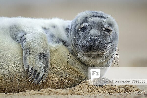 Grey (Halichoerus grypus) seal juvenile pup resting on a beach  Norfolk  England  United Kingdom  Europe