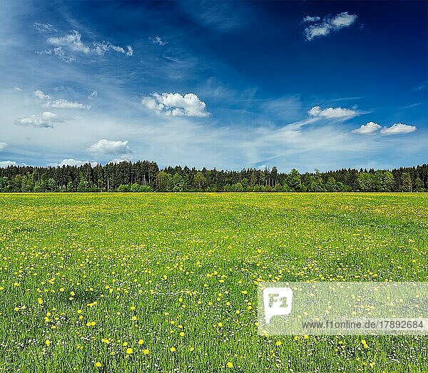 Summer meadow with blue sky  Bavaria  Germany  Europe