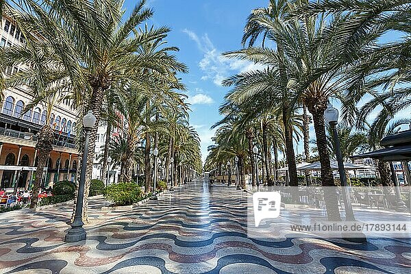 Alicante Alacant Boulevard Palm Avenue Esplanada dEspanya Vacation Travel Travel City in Alicante  Spain  Europe