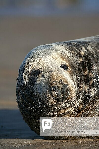 Grey (Halichoerus grypus) seal adult resting on a beach  Lincolnshire  England  United Kingdom  Europe