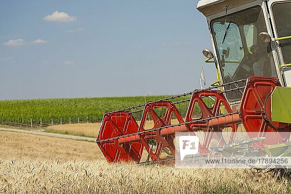 Getreideernte  Erntemaschine  Mähdrescher  Südpfalz  Rheinland-Pfalz  Deutschland  Europa