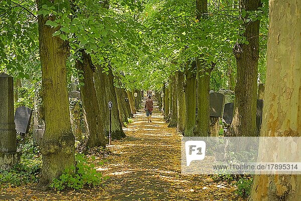 Lindenbäume  alte Gräber  Jüdischer Friedhof  Herbert-Baum-Straße  Weißensee  Pankow  Berlin  Deutschland  Europa