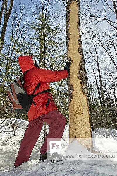 Woman watching a tree gnawed by a North American porcupine during winter