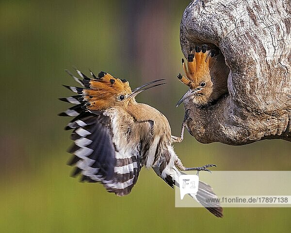 Wiedehopf (Upupa epops) Altvogel füttert Jungvogel an der Bruthöhle  Weibchen  im Anflug  Biosphärenreservat Mittelelbe  Sachsen-Anhalt  Deutschland  Europa