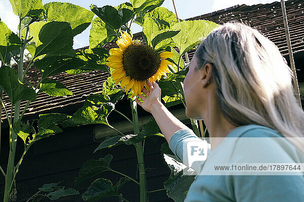 Blonde Frau berührt Sonnenblume an einem sonnigen Tag