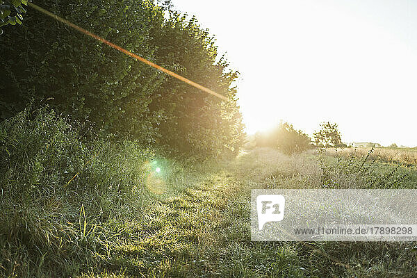 Rays of sunlight falling on meadow