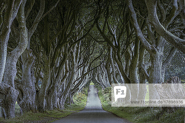 Empty road passing through trees with large branches