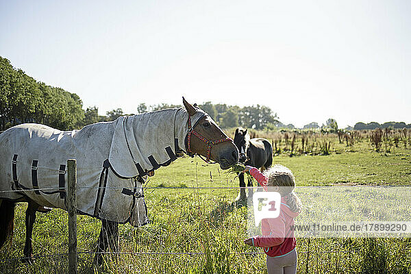 Girl feeding horse at field on sunny day